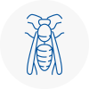 Garforth Wasp Nest Removal